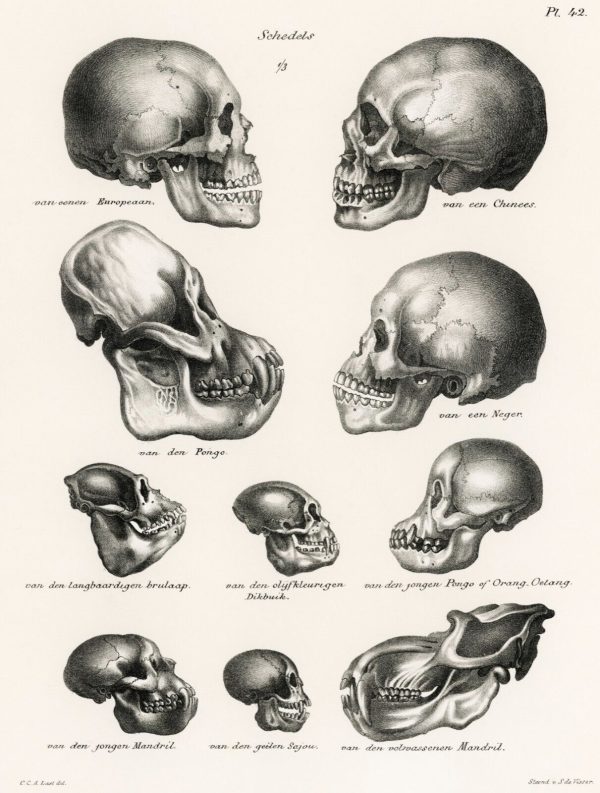 11554.Decor Poster.Room Wall.Home art design.Humans and monkeys skulls compared
